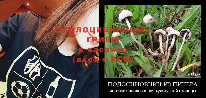 Галлюциногенные грибы Psilocybine cubensis  Каменногорск 